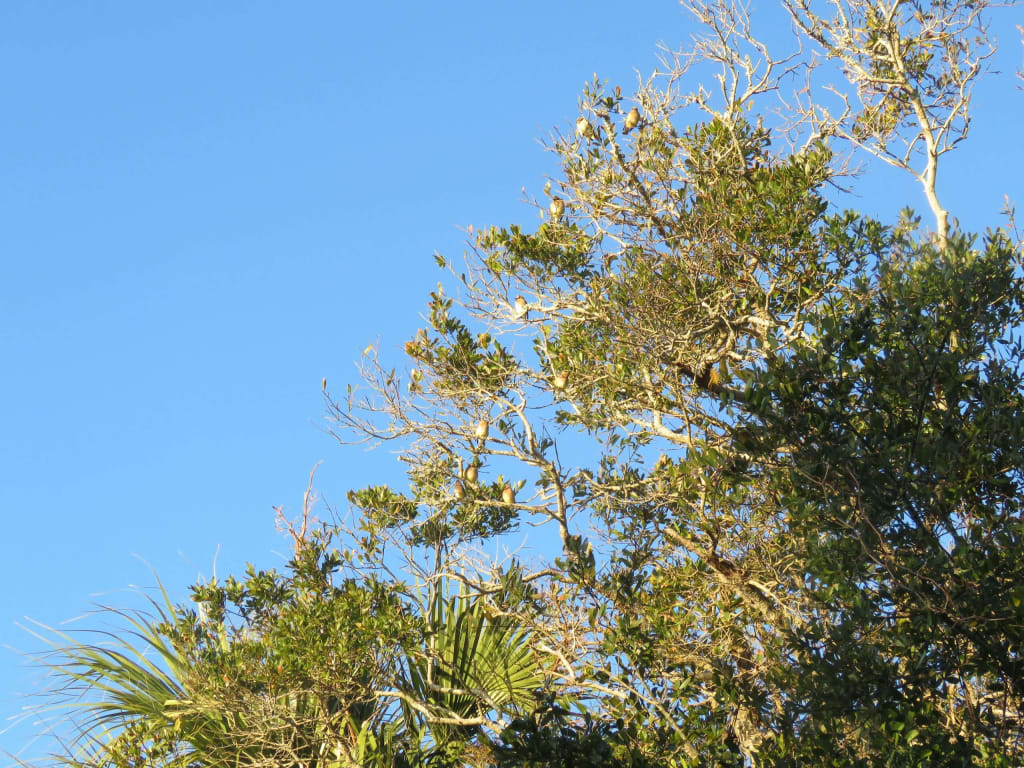 Cedar Waxwings hiding in the top of an oak